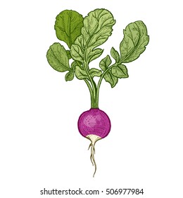 Vegetables. Radish. Vector illustration. Hand drawing color isolated on white background.