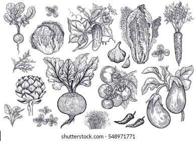 Vegetables, Roots, Salads And Spices Isolated On White Background Set. Black Ink  Hand Drawing. Vector Illustration Art. Vintage Engraving. Sketch Of Vegetarian Food For Kitchen And Restaurant Design.