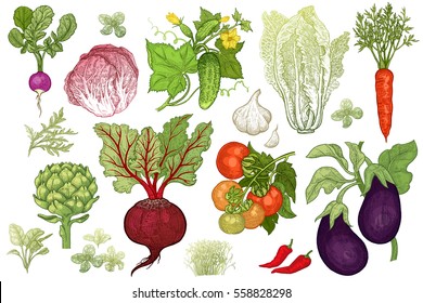 Vegetables roots, salads, spices isolated on white background set. Color hand drawing of plants. Vector illustration art. Vintage engraving. Sketch of vegetarian food for kitchen and restaurant design