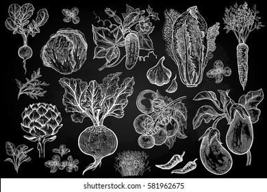 Vegetables, roots, salads and spices isolated set. Hand drawing white chalk on blackboard. Vector illustration art. Vintage engraving. Sketch of vegetarian food for kitchen and restaurant design.