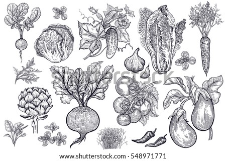 Similar – Image, Stock Photo Artichoke ink black and white drawing