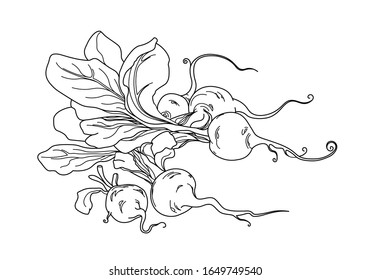 verduras para ensalada y guarnición, un montón de rábanos frescos, decoración para el menú, ilustración vectorial con líneas de contorno negro aisladas en fondo blanco en estilo de dibujo a mano