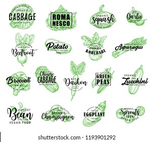 Vegetables, salads and greenery sketch lettering. Vector calligraphy icons of cabbage, romanesco lettuce or squash and garlic, farm beetroot, potato or kohlrabi and asparagus with  broccoli and daikon