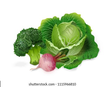 Vegetables set of 3D vector: cabbage, radish, broccoli, turnip.Realistic vegetables