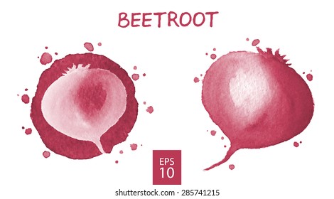 Vegetables set - beetroot. Watercolor drawing. Vector