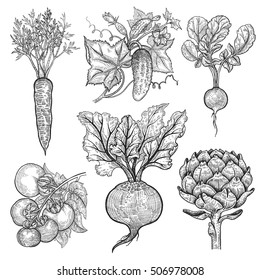 Vegetables set. Cucumber, tomato, radish, carrots, beets, artichoke. Vector illustration. Hand drawing style vintage engraving. Black and white.