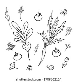 Vegetables set hand drawn black line. Beet, carrot, tomatoes, flowers, insects, plants. Coloring. Image for your decor and design. Vector illustration. Isolated objects on a white background.
