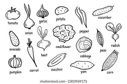 Vegetables Set hand drawn doodle elements. Green Eco products with its names. Vector illustration for backgrounds, web design, design elements, textile prints, covers, posters, menu