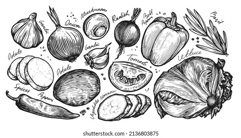 Vegetables set. Hand drawn illustration for vegetable market. Vintage sketch vector