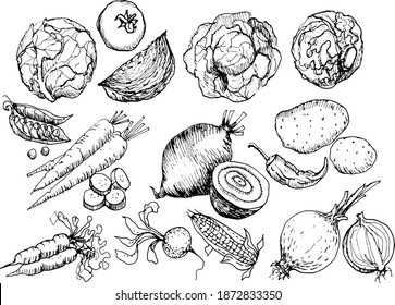 
Vegetables set, harvest. Cabbage, potatoes, tomatoes, beets, carrots, green peas, paprika. Vitamins, countryside, agriculture, healthy food. Hand-drawn vector graphic, illustration. Doodle, sketch
