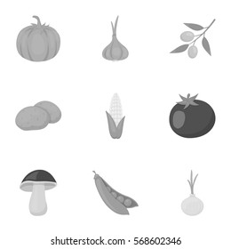 Vegetables set icons in monochrome style. Big collection of vegetables vector symbol stock illustration