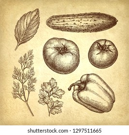 Vegetables set. Ink sketch on old paper background. Hand drawn vector illustration. Retro style.
