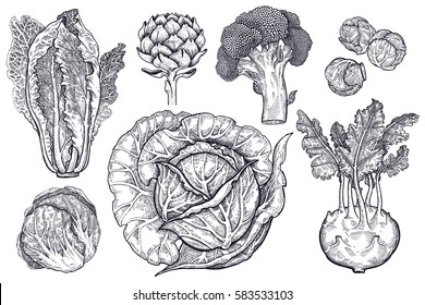 Vegetables set. Isolated cabbage, kohlrabi, brussels sprouts, broccoli, Chinese cabbage, artichoke. Hand drawing vegan food. Black and white plants. Vector illustration art. Vintage engraving