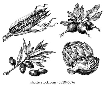 Vegetables set, isolated drawings black over white, etch style. Corn, radish, olives and artichoke