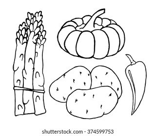 Vegetables set on white background. Free hand drawn. Vector illustration. Asparagus, pumpkin, potato, peper.