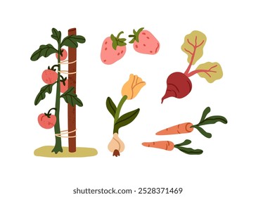 Vegetais. Produtos agrícolas biológicos. Agricultura natural e alimentação. Cultivo de tomate, cenoura, beterraba, bulbo de cebola, morango. Vegetais sazonais, colheita. Ilustração de vetor plano isolada no plano de fundo branco