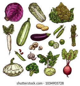 Vegetables set of potato, chinese cabbage, red cabbage or beans, daikon, pea and eggplant, Brussels, spinach, champignons and beetroot, broccoli and squash, garlic or kohlrabi, zucchini and romanesque