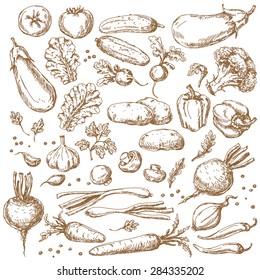 Vegetables Set. Sketch of tomato, cucumber, carrot, broccoli, potato,  eggplant, mushrooms, onion, beet, radish,  pepper and lettuce.