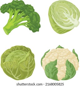 Vegetables. A set of vegetables such as cabbage, broccoli and cauliflower. Vitamin vegetarian products. Organic farm products. Vector illustration on a white background