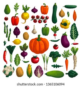 Vegetables set. Variety of decorative vegetables with grain texture isolated on white. Collection farm product for restaurant menu, market label. Vector illustration