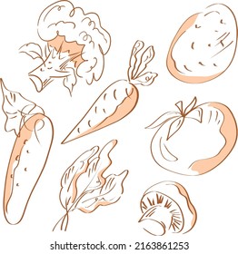 Vegetables Set. Vector  Illustration of  tomatoes, cucumber, mushrooms, champignons, potatoes, roca, greens, broccoli, carrots. 