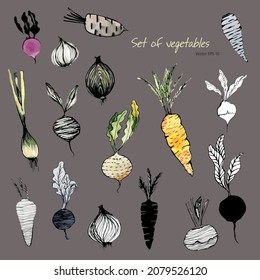 Vegetables. Set of vegetable. Drawing food. Food sketches. Colourful vegetables. Ink drawing. Vector sketches
