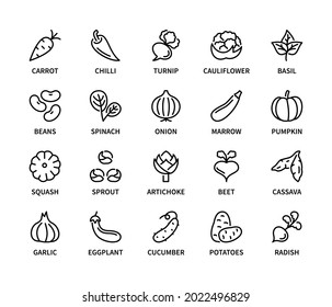 Vegetables, simple set of vector linear icons. Healthy food. Carrot, beans, cucumber, potato, cauliflower, onion and more. Isolated collection of vegetables icons for web sites on white background.