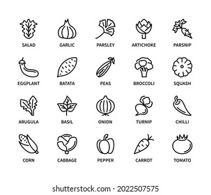 Vegetables, simple set of vector linear icons. Healthy food. Tomato, chilli, basil, corn, garlic, onion, peas and more. Isolated collection of vegetables icons for web sites on white background.