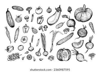 Los vegetales esbozan un conjunto grande, ilustración dibujada a mano sobre fondo blanco. Cosecha, vegetarianismo.