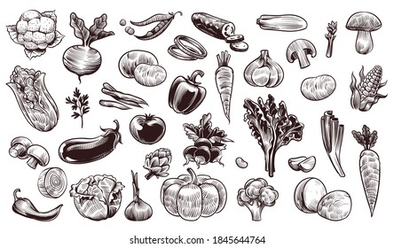 Vegetables sketch. Hand drawn various farming harvest food vintage collection, organic carrots broccoli eggplant, cabbage and mushroom, pumpkin garlic and greens fresh eco products vector isolated set