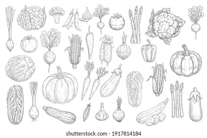 Vegetables sketch icons, farm food harvest veggies, vector hand drawn. Vegetables, vegetarian food, cauliflower and broccoli cabbage, garlic, eggplant and tomato, pepper and corn, carrot and pumpkin