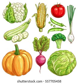 Vegetables sketch icons of farmer market. Vector cauliflower and corn, zucchini squash and green pea, tomato, onion leek, pumpkin, beet and broccoli with white cabbage. Organic fresh vegetarian food