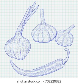 Vegetables sketch. Onion, garlic and chili pepper. Vector illustration on lined paper background