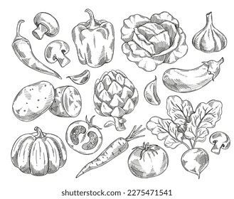 Vegetables sketch set. Linear icons with cabbage, pepper, tomato, garlic, potato, eggplant, artichoke and pumpkin. Fresh ripe food. Cartoon linear vector collection isolated on white background