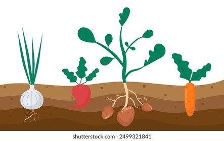 Verduras en el suelo. Zanahorias, rábanos, patatas y cebollas en el suelo. Agricultura y ganadería. Verduras naturales y frescas. Cosecha y cultivo. Ilustración vectorial plana aislada sobre fondo blanco