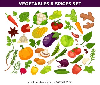 Vegetables and spices set of cauliflower, ginger, corn and beet, sage herb leaf, pumpkin and onion, tomato and broccoli. Vector oregano or basil thyme, cabbage or zucchini, mushroom and parsley