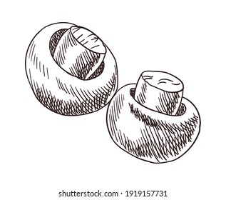 Marco de vista superior de verduras. Diseño grabado. Los hongos se preparan para cambiar la plantilla de diseño. Ilustración vectorial de boceto dibujado a mano vintage. Buena nutrición