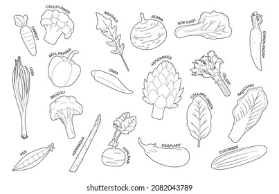 Vegetables Various Kind Identify Cartoon Vector Black and White