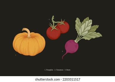 Vegetables vector drawing. Vintage drawing of pumpkin, tomatoes and beets. Harvest vegetables in graphic style