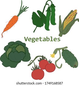 Vegetables vector illustration. Corn, Carrot, cabbage, cucumber, tomato,pea-coal