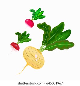 Vegetables vector illustration fresh turnip and radish isolated on white background for your design.