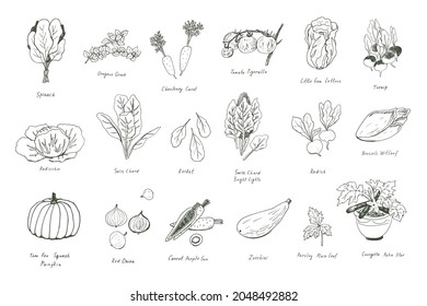 vegetables vector illustrations line set