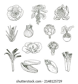 Vegetables vector illustrations line set