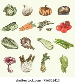 Vegetables vector set of illustration