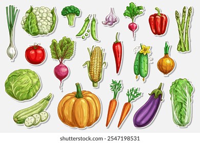 Vegetables vector sketch stickers of fresh farm food. Onion, broccoli, tomato and green zucchini, carrot, pumpkin, cucumber, cabbage and pepper hand drawn vegetables, ripe veggie food engraved tags