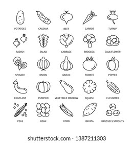 Vegetables Vegan Linear Icons Business Analysis Vector Set Design Elements Vegetables Fresh Healthy Food Vector Symbol Set Line Icons Money Commerce Logistics Search Investor Vector Symbols Set