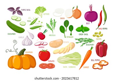 Vegetables and vegetable greens. Vector Vegetarian healthy food. Fresh organic delicious Farm products Food sketch style for farmers market, kitchen print, organic food store, cafe or restaurant