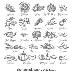 Vegetables vintage sketch. Vegetable ink collection, asparagus lettuce italian salad onion tomato beet cucumber pepper ingredients handdrawn old drawing engraving style