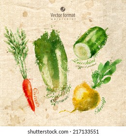 Vegetables. Watercolor. Vector format