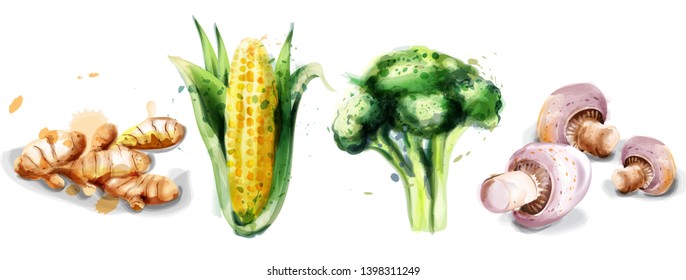 Vegetables watercolor Vector set collection. Mushrooms, corn, brocoli and ginger